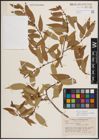 Foto von Salix eriocephala var. watsonii (Bebb) Dorn